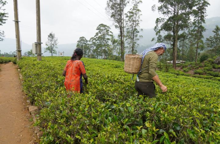 Kutlur-Reise mit Ayurveda-Behandlung